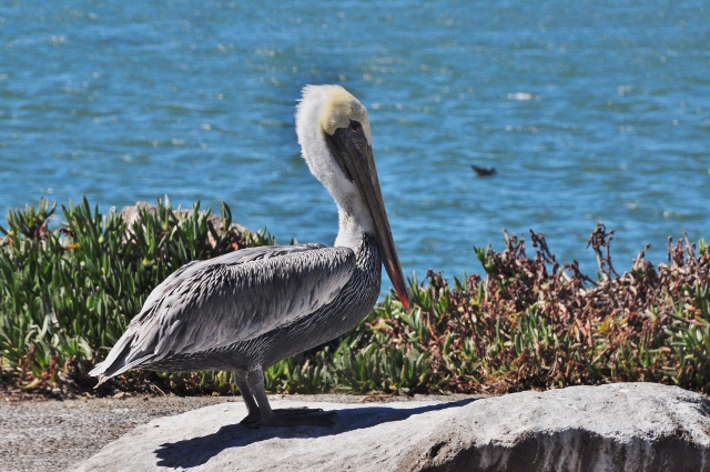 brown pelican